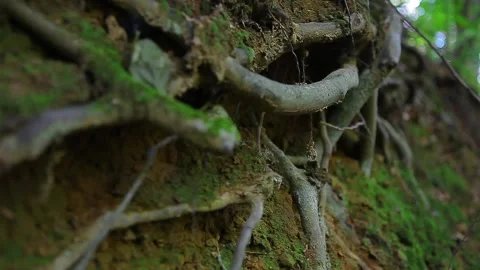 Detail shot view of tree root Stock Footage 148665907