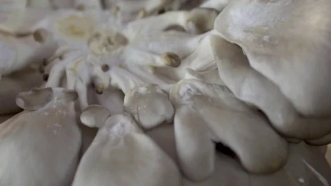 Detail showing the top layer of the oyster mushroom cut off while it rotates Stock Footage