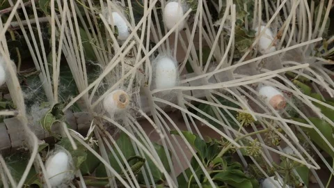 Detail of silk worm cocoons 動画素材 82464930