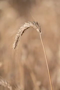Detail of a single stalk corn. Foto stock
