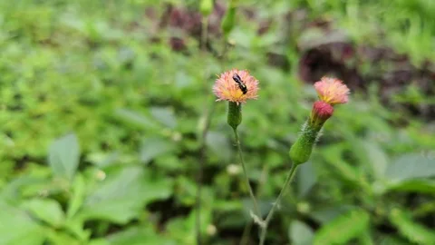 Detail of a small black bee pollinating a pink flower thistle Stock Footage 98765125