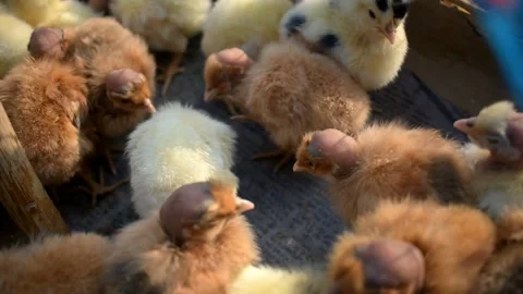 Detail of small chicken chicks Stockbeeldmateriaal 138911571