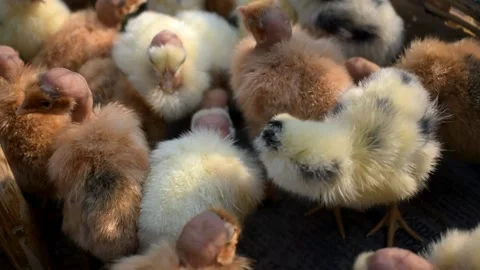 Detail of small chicken chicks Stockbeeldmateriaal 139604386