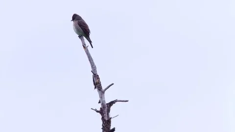 Detail of small perched bird in cloudy forest Stock Footage 81721615