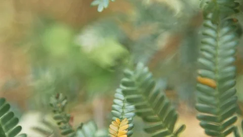 Detail of small plants 動画素材 128077913