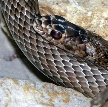 Detail of Snake Stock Photos