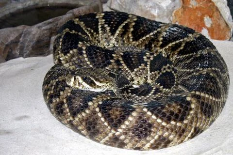 Detail of Snake Stock Photos