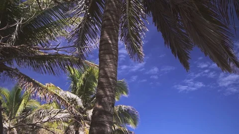 Detail of some tropical trees 스톡 동영상 128094776
