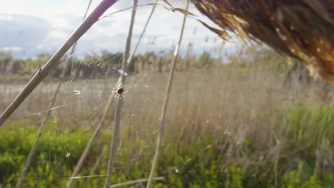 Detail spider predator caught in cobweb prey closeup background attractive field Stock Footage 119935210