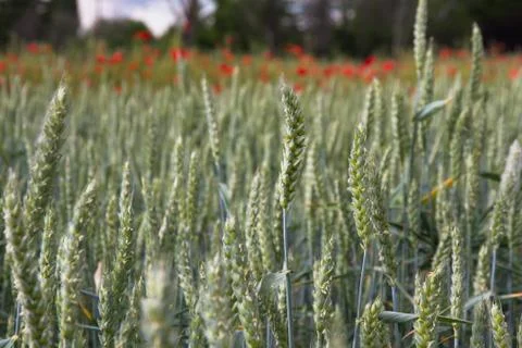 Detail in Spring Wheat Foto stock