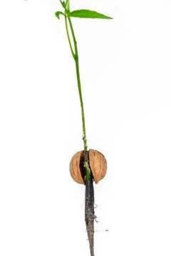 Detail of the sprouting nut Stock Photos