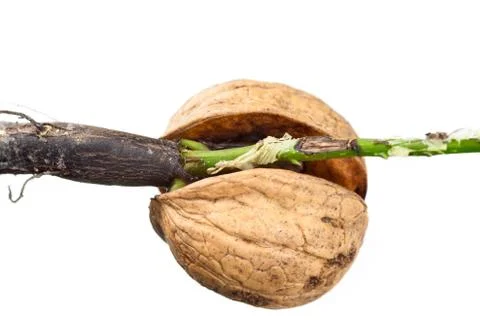 Detail of the sprouting nut Stock Photos