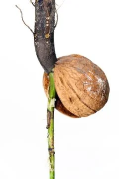 Detail of the sprouting nut Stock Photos