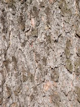 Detail of Spruce tree bark texture Stock Photos