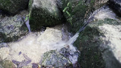 Detail on spurt in forest Stock Footage 135386238