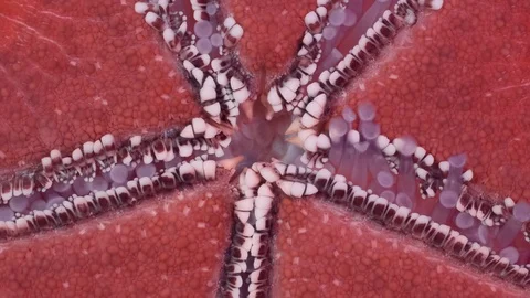 Detail of starfish is hides water vascular system for locomotion. Closeup Stock Footage