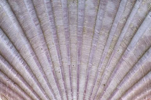 Detail of the surface of a seashell Stock Photos