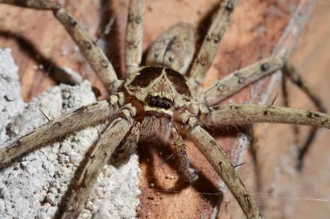 Detail of a tarantula spider Foto stock