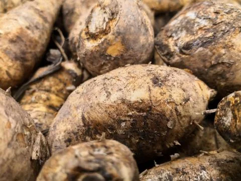 Detail of the texture of an arracacha, root vegetable typical from the Andes Stock Photos