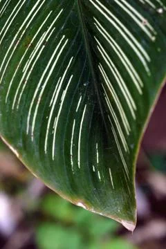 Detail of the texture of a green leaf Stock Photos