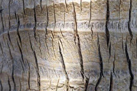 Detail of the texture of a palm cortex Stock Photos