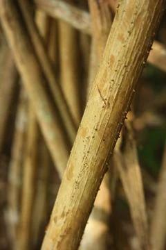 Detail texture of pandanus palm root Stock Photos
