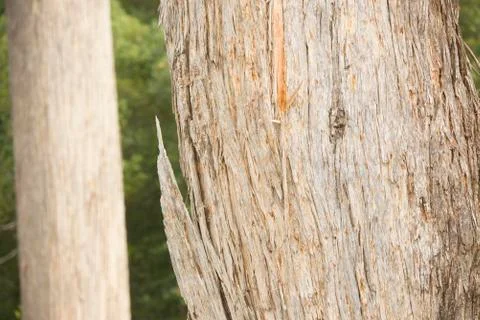 Detail Texture pattern eucalyptus tree bark Foto stock