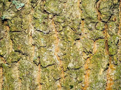 Detail texture of tree bark as a background Stock Photos