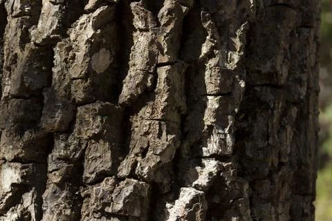 Detail of the texture of a tree, with the sun shining on the surface. Tree co 스톡 사진