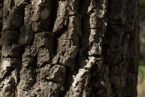Detail of the texture of a tree, with the sun shining on the surface. Tree co 스톡 사진