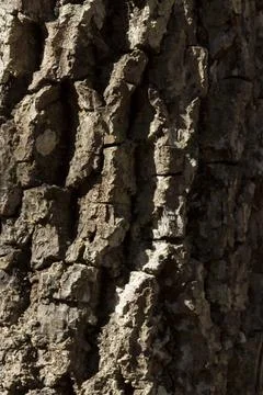 Detail of the texture of a tree, with the sun shining on the surface. Tree co 스톡 사진