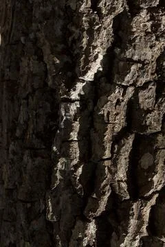Detail of the texture of a tree, with the sun shining on the surface. Tree co Stock Photos