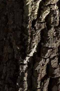 Detail of the texture of a tree, with the sun shining on the surface. Tree co Stock Photos