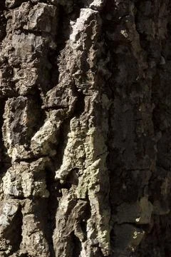 Detail of the texture of a tree, with the sun shining on the surface. Tree co Stock-Fotos