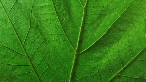 Detail time-lapse tree leaf changing color during autumn season, plant texture Stock Footage 164777359
