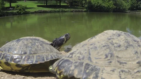 Detail Tortoises Stock Footage 24834201