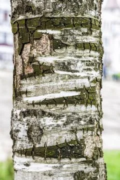 Detail of tree bark 写真素材