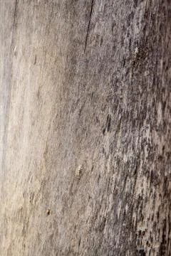 Detail of tree bark 写真素材