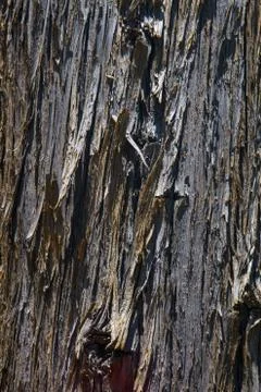 Detail of tree bark 写真素材