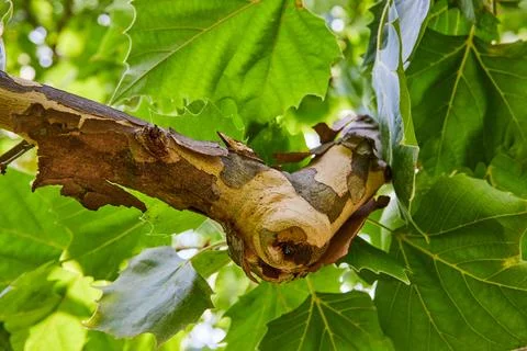 Detail of tree bark splitting Stock Photos