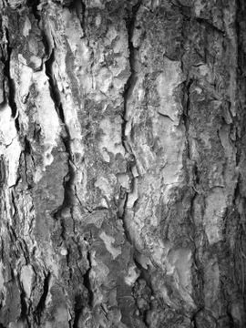 Detail Of The Tree Body Fotos de archivo