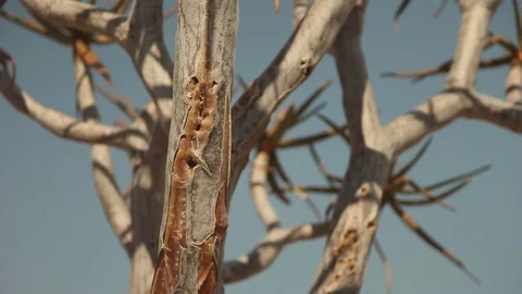Detail of a tree branch Stock Footage 73660423