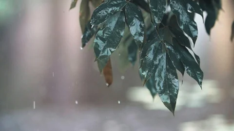 Detail of a tree branch in the rain Video stock 128137965