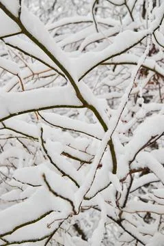 Detail of tree branches covered in a thick snow stack Stockfoto's
