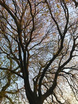 Detail of tree branches Stock Photos
