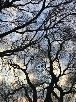 Detail of tree branches Stock Photos