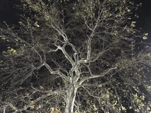 Detail of tree branches Foto stock