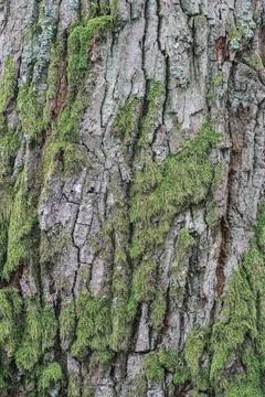 A detail of a tree in a forest Stock Photos