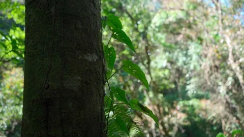 Detail of a tree in the middle of the forest Stock Footage 293653128