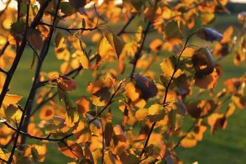 Detail of tree. Stock Photos